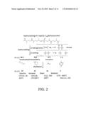 Botryoccocus braunii Triterpene Synthase Proteins and Nucleic Acid Molecules, and Methods for Their Use diagram and image