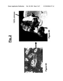 CULTURE MEDIUM CONTAINING KINASE INHIBITORS, AND USES THEREOF diagram and image