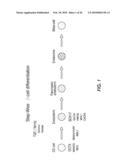 EXPANSION OF DEFINITIVE ENDODERM CELLS diagram and image