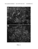 EXPANSION OF DEFINITIVE ENDODERM CELLS diagram and image