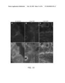 EXPANSION OF DEFINITIVE ENDODERM CELLS diagram and image