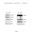 Use of Aplidine for the Treatment of Pancreatic Cancer diagram and image