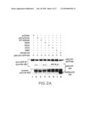 Amelioration of Inflammatory Arthritis By Targeting the Pre-ligand Assembly Domain (Plad) of Tumor Necrosis Factor Receptors diagram and image