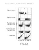 Amelioration of Inflammatory Arthritis By Targeting the Pre-ligand Assembly Domain (Plad) of Tumor Necrosis Factor Receptors diagram and image