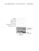 Amelioration of Inflammatory Arthritis By Targeting the Pre-ligand Assembly Domain (Plad) of Tumor Necrosis Factor Receptors diagram and image