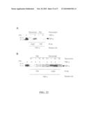 Amelioration of Inflammatory Arthritis By Targeting the Pre-ligand Assembly Domain (Plad) of Tumor Necrosis Factor Receptors diagram and image