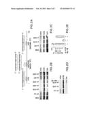 NOVEL RNAi THERAPEUTIC FOR TREATMENT OF HEPATITIS C INFECTION diagram and image
