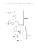 RIBOSWITCHES, METHODS FOR THEIR USE, AND COMPOSITIONS FOR USE WITH RIBOSWITCHES diagram and image