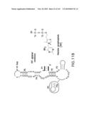 RIBOSWITCHES, METHODS FOR THEIR USE, AND COMPOSITIONS FOR USE WITH RIBOSWITCHES diagram and image