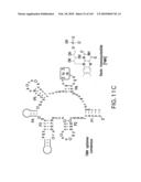 RIBOSWITCHES, METHODS FOR THEIR USE, AND COMPOSITIONS FOR USE WITH RIBOSWITCHES diagram and image