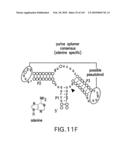 RIBOSWITCHES, METHODS FOR THEIR USE, AND COMPOSITIONS FOR USE WITH RIBOSWITCHES diagram and image