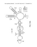 RIBOSWITCHES, METHODS FOR THEIR USE, AND COMPOSITIONS FOR USE WITH RIBOSWITCHES diagram and image