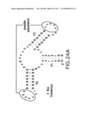 RIBOSWITCHES, METHODS FOR THEIR USE, AND COMPOSITIONS FOR USE WITH RIBOSWITCHES diagram and image