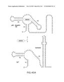 RIBOSWITCHES, METHODS FOR THEIR USE, AND COMPOSITIONS FOR USE WITH RIBOSWITCHES diagram and image