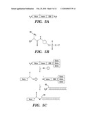 TARGETED SPLIT BIOMOLECULAR CONJUGATES FOR THE TREATMENT OF DISEASES, MALIGNANCIES AND DISORDERS, AND METHODS OF THEIR PRODUCTION diagram and image