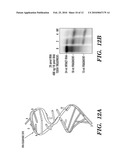 TARGETED SPLIT BIOMOLECULAR CONJUGATES FOR THE TREATMENT OF DISEASES, MALIGNANCIES AND DISORDERS, AND METHODS OF THEIR PRODUCTION diagram and image