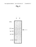 Nucleic acids and polypeptides of C1 bacteriophage and uses thereof diagram and image