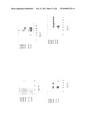 PURIFIED RECOMBINANT BATROXOBIN WITH HIGH SPECIFIC ACTIVITY diagram and image