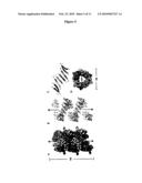 PREVENTION OF AGGREGATION OF IMMUNOGLOBULIN LIGHT OR HEAVY CHAINS diagram and image