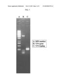 Human Rotavirus and Vaccine Composition Comprising Same diagram and image