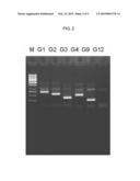 Human Rotavirus and Vaccine Composition Comprising Same diagram and image