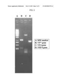 Human Rotavirus and Vaccine Composition Comprising Same diagram and image