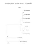 Human Rotavirus and Vaccine Composition Comprising Same diagram and image