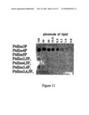 Polypeptides diagram and image