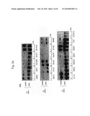 ACTIVATED HER3 AS A MARKER FOR PREDICTING THERAPEUTIC EFFICACY diagram and image