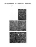 ACTIVATED HER3 AS A MARKER FOR PREDICTING THERAPEUTIC EFFICACY diagram and image