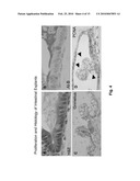 Ex Vivo Culture, Proliferation and Expansion of Intestinal Epithelium diagram and image