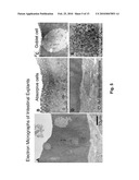 Ex Vivo Culture, Proliferation and Expansion of Intestinal Epithelium diagram and image
