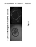 Ex Vivo Culture, Proliferation and Expansion of Intestinal Epithelium diagram and image