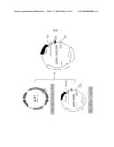 VECTOR FOR EXPRESSING NC PROTEIN OF HIV AND METHOD FOR PRODUCING NC PROTEIN USING THE SAME diagram and image