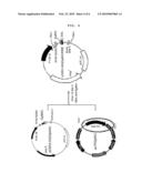 VECTOR FOR EXPRESSING NC PROTEIN OF HIV AND METHOD FOR PRODUCING NC PROTEIN USING THE SAME diagram and image