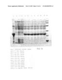 LOW CELL DENSITY FERMENTATION PROCESS FOR THE PRODUCTION OF HETEROLOGOUS RECOMBINANT PROTEINS IN MICROORGANISMS diagram and image