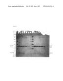 Use of Matrix Metalloproteinases, Mutated and Not Mutated, for the Preparation of Pharmaceutical Compositions, and Mutated Metalloproteinases with Increased Stability diagram and image