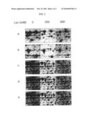 Novel l-Lysine-inducible promoter diagram and image