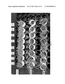 DEVELOPMENT OF HERBICIDE-RESISTANT GRASS SPECIES diagram and image