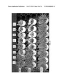 DEVELOPMENT OF HERBICIDE-RESISTANT GRASS SPECIES diagram and image