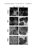 SUBSTRATE FOR THE GROWTH OF CULTURED CELLS IN THREE DIMENSIONS diagram and image