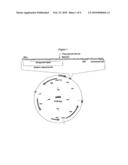 Enhanced Expression from the Pm Promoter diagram and image