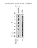 ANGIOGENESIS INHIBITOR COMPRISING METEORIN AS AN ACTIVE INGREDIENT diagram and image