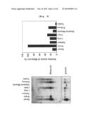 ANGIOGENESIS INHIBITOR COMPRISING METEORIN AS AN ACTIVE INGREDIENT diagram and image