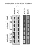 ANGIOGENESIS INHIBITOR COMPRISING METEORIN AS AN ACTIVE INGREDIENT diagram and image