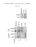 ANGIOGENESIS INHIBITOR COMPRISING METEORIN AS AN ACTIVE INGREDIENT diagram and image