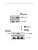 ANGIOGENESIS INHIBITOR COMPRISING METEORIN AS AN ACTIVE INGREDIENT diagram and image