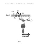 Methods of Inhibiting Bacterial Virulence and Compounds Relating Thereto diagram and image