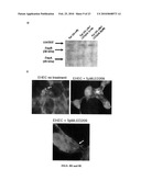 Methods of Inhibiting Bacterial Virulence and Compounds Relating Thereto diagram and image