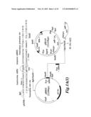 Stable and Long-Lasting siRNA Expression Vectors and the Applications Thereof diagram and image